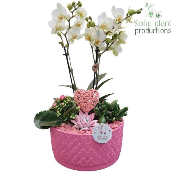 <h4>Arrangementen Phalaenopsis mt H%</h4>