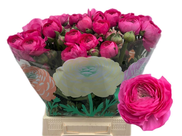 <h4>Ran Thom Bonbon</h4>