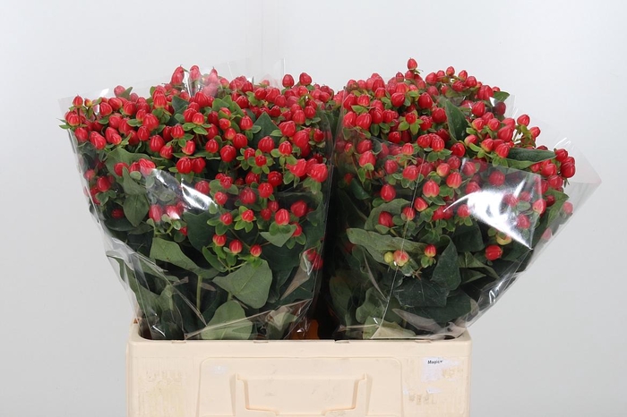 <h4>Hyp Mag Triumph</h4>