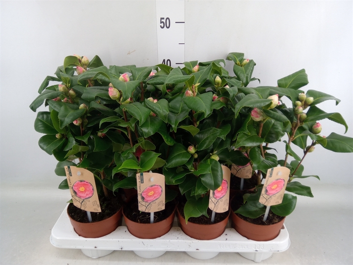 <h4>Camellia japonica 'Dr King'</h4>