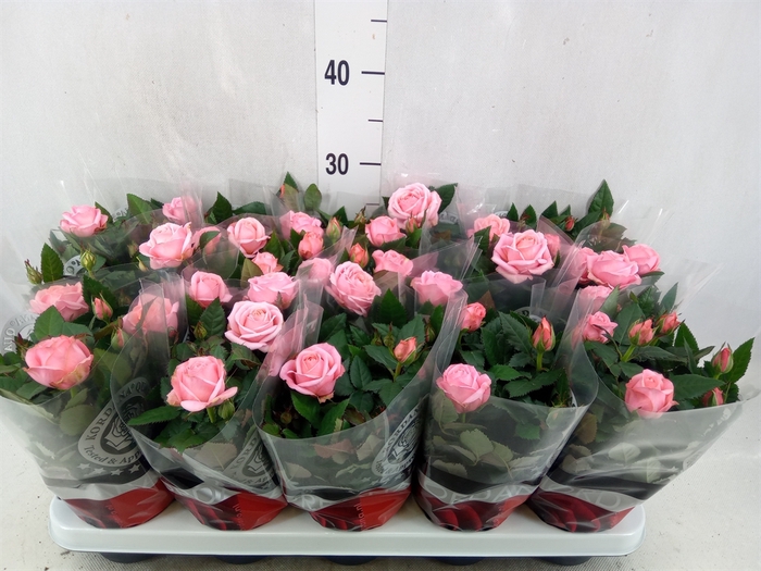 <h4>Rosa  'Adele Kordana Grande'</h4>