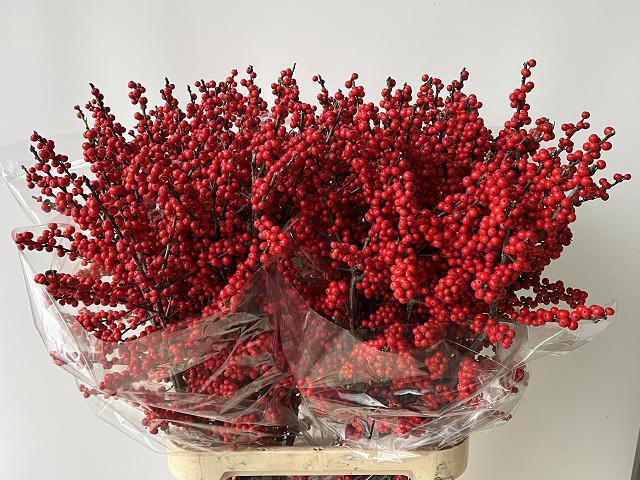 <h4>ILEX VE RODE BES</h4>