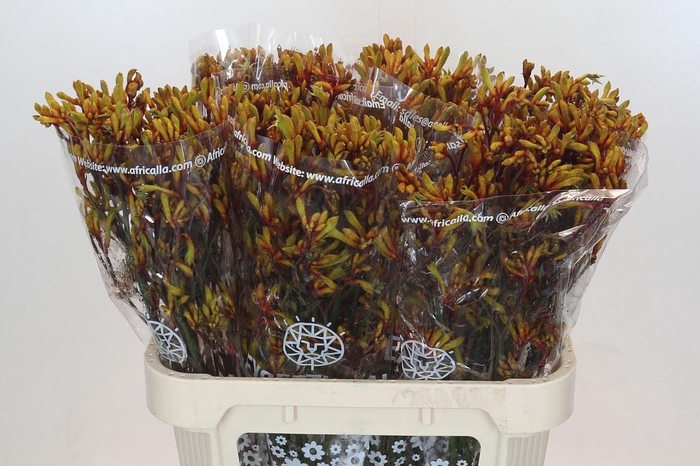 <h4>ANIGOZ GOLD FEVER</h4>