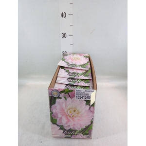 Dahlia   ...flowerbulbs