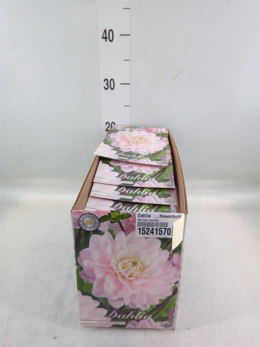 <h4>Dahlia   ...flowerbulbs</h4>