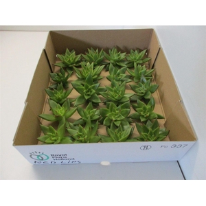 Echeveria Agavoides X20