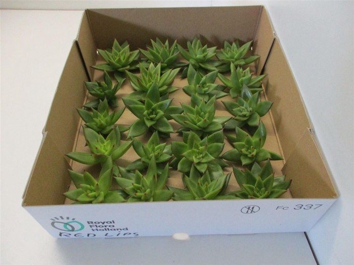 <h4>Echeveria Agavoides X20</h4>