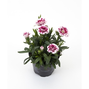 DIANTHUS CARYOPHYLLUS P11 STAR