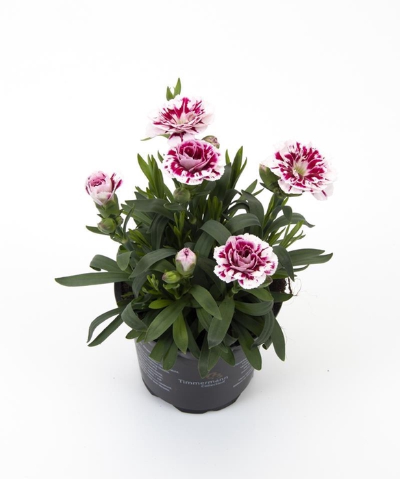 <h4>DIANTHUS CARYOPHYLLUS P11 STAR</h4>