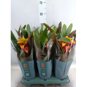 Guzmania  'Fiero Yellow'