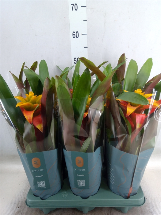 <h4>Guzmania  'Fiero Yellow'</h4>