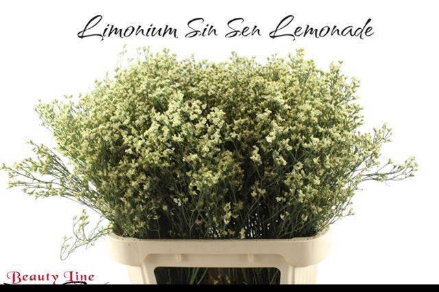 <h4>LIM SIN SEN LEMONADE</h4>