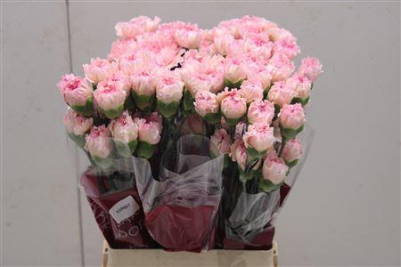 <h4>Dianthus st Sorbet</h4>