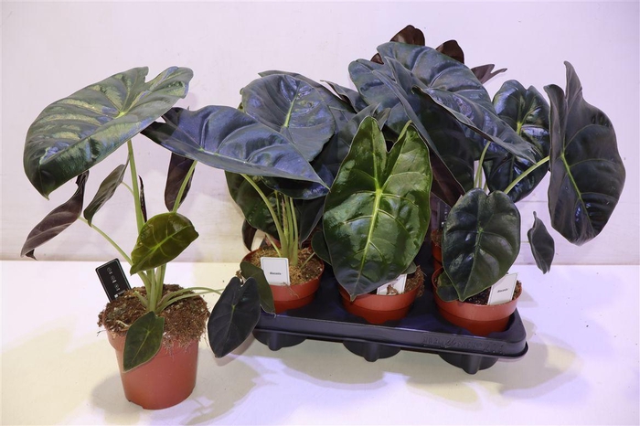 <h4>arr8 Aloc Ov</h4>