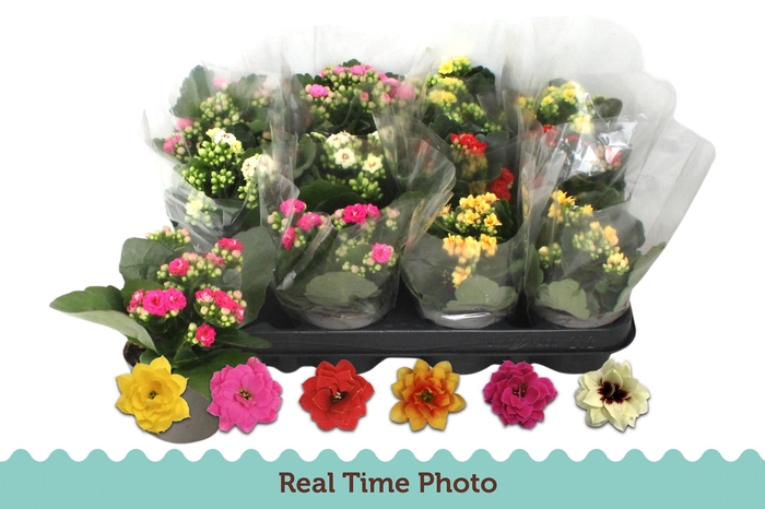 <h4>KAL GE GEM 5 KL</h4>