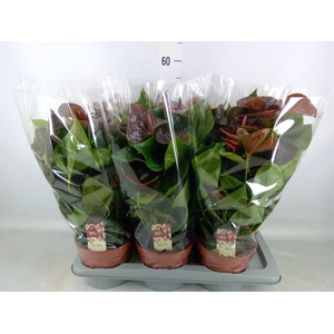 Anthurium andr. 'Essencia'