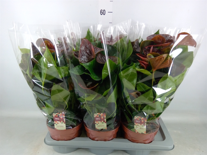 <h4>Anthurium andr. 'Essencia'</h4>