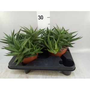 Haworthia   ...