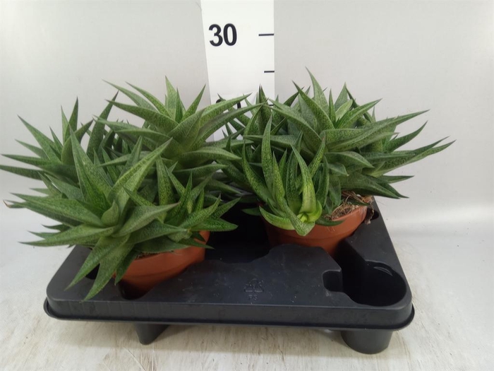 <h4>Haworthia ...</h4>
