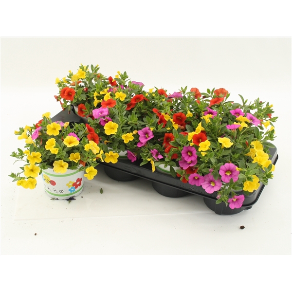 <h4>Calibrachoa Trixi Candyhouse</h4>