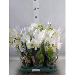 Phalaenopsis  'Spirit White'