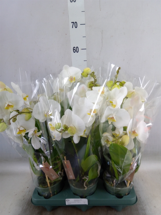 <h4>Phalaenopsis  'Spirit White'</h4>