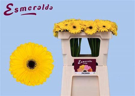 <h4>Ge Mi Pacman</h4>