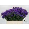 Limonium sinuatum Navy Sun Birds