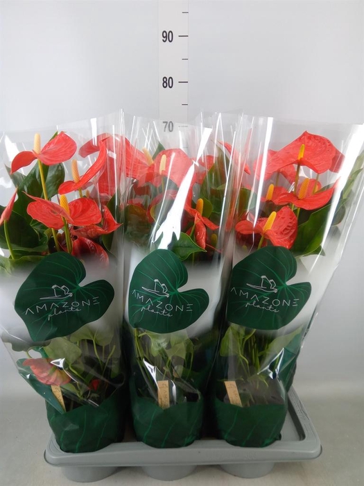 <h4>Anthurium andr. 'Florida'</h4>