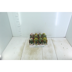 CACTUS ENXERTADO P07