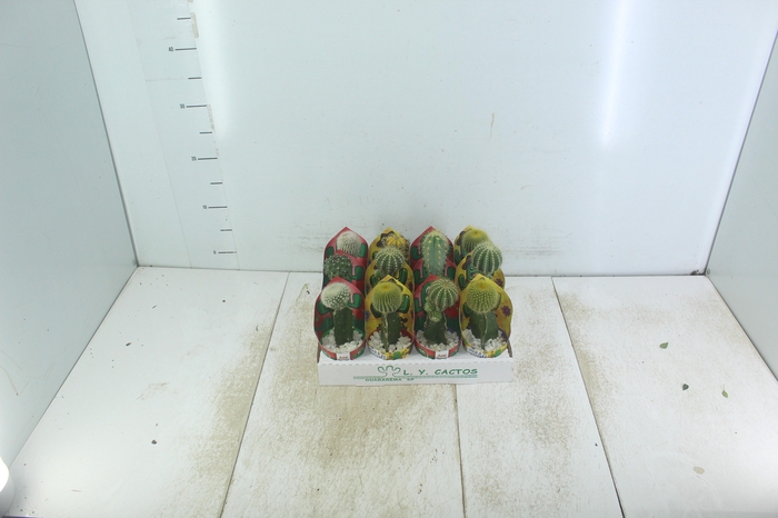 CACTUS ENXERTADO P07