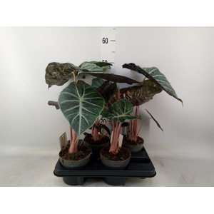 Alocasia   ...