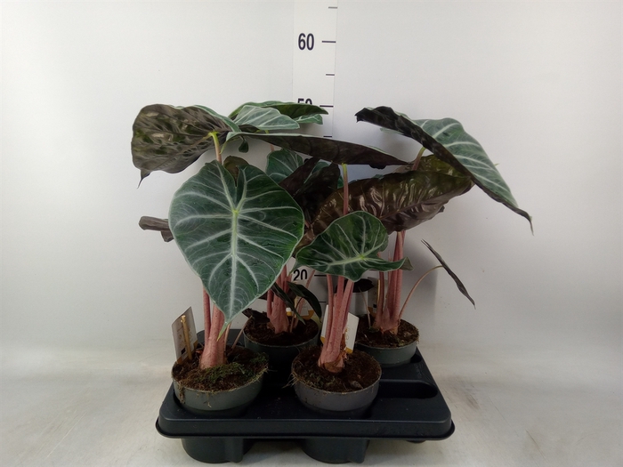 <h4>Alocasia   ...</h4>