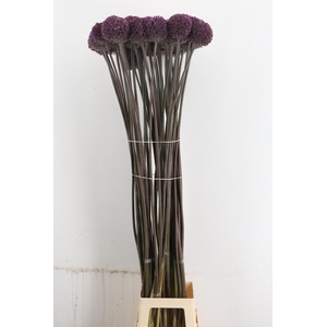 ALLIUM SUMMER DRUMME