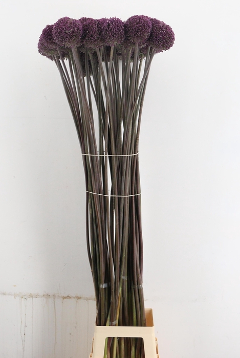 <h4>ALLIUM SUMMER DRUMME</h4>