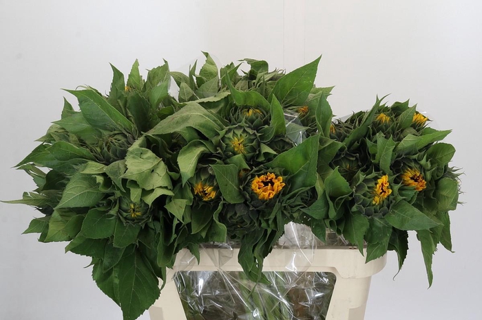 <h4>Helianthus Orange Fire</h4>