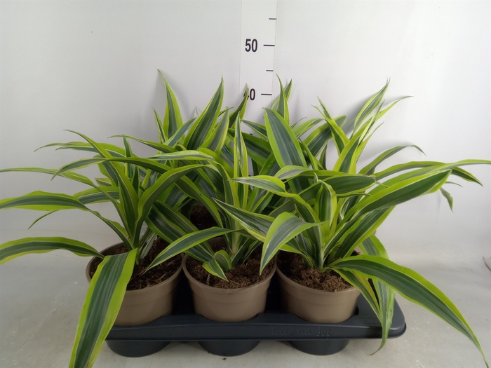 <h4>Dracaena fr de 'LemonLime'</h4>