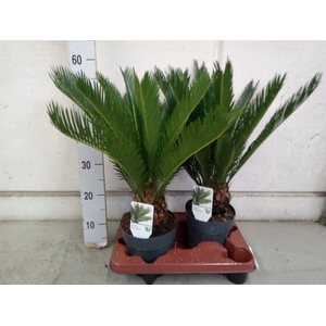 Cycas revoluta