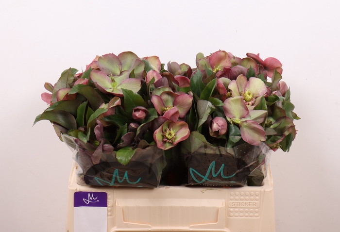 <h4>HELL MAMMOTH PINK</h4>