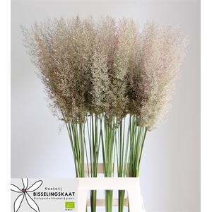 CALAMAGROSTIS BRACHY