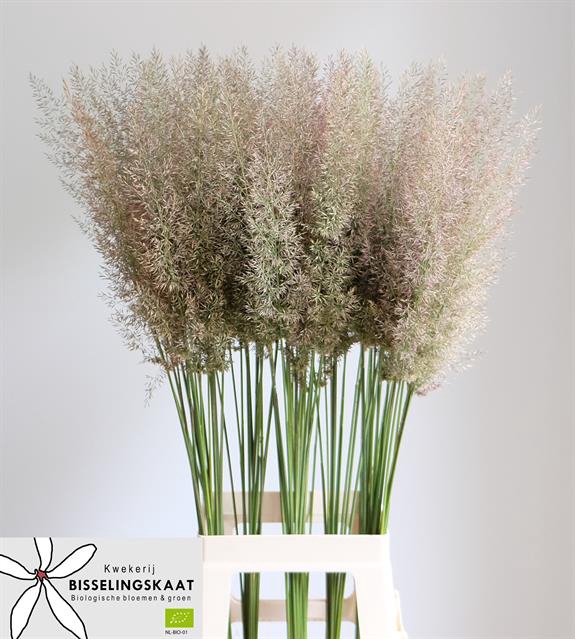 CALAMAGROSTIS BRACHY
