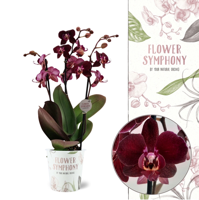 <h4>Flower Symphony | Cartagena | Phalaenopsis 3 spike</h4>