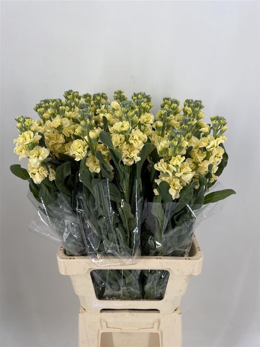 <h4>MATTH YELLOW</h4>