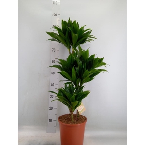 Dracaena frag. 'Compacta'