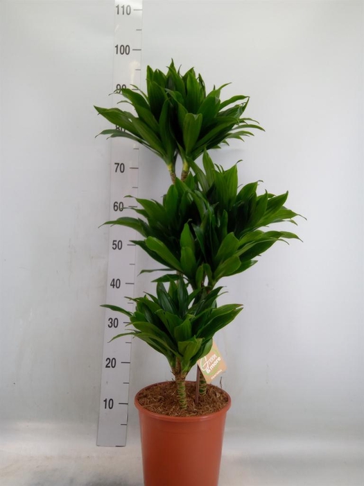 <h4>Dracaena frag. 'Compacta'</h4>