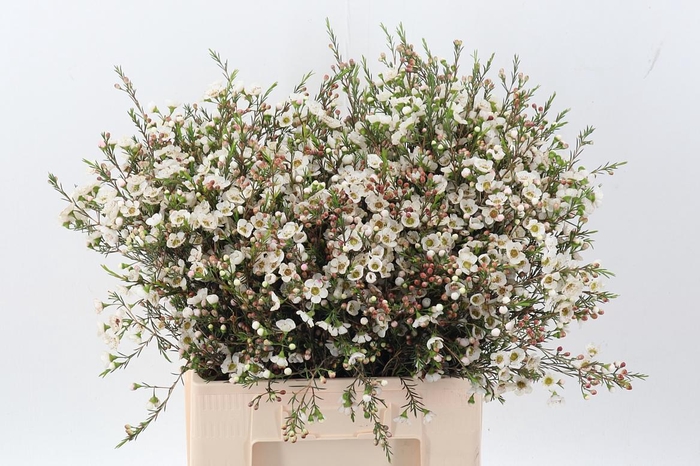 <h4>Chame Rhiannon</h4>