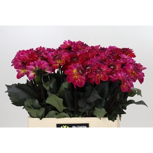 Dahlia DE 'Dancing Don'