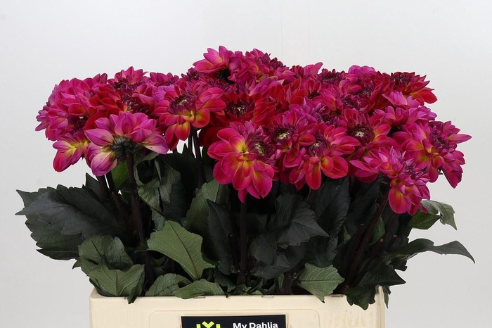 <h4>Dahlia DE 'Dancing Don'</h4>