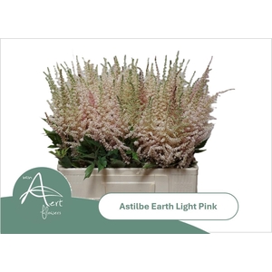 ASTIL AR EART L PINK