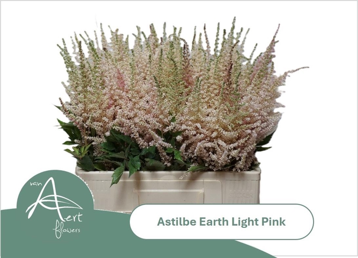 <h4>ASTIL AR EART L PINK</h4>